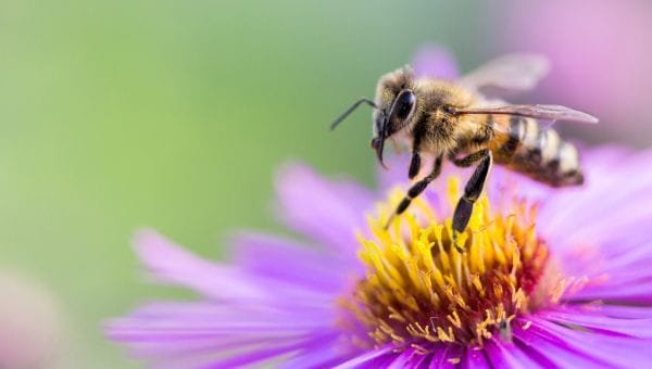 Abeille butinant une fleur violette au printemps